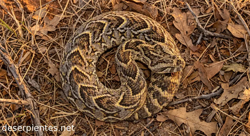Camuflaje serpiente bufadora, Víbora Bufadora, Bitis arietans
