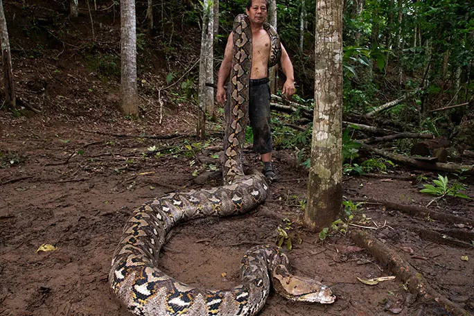 Pitón reticulada salvaje más larga registrada / 