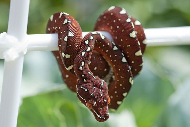 Pitón verde de árbol Morelia viridis Descripción y hábitat