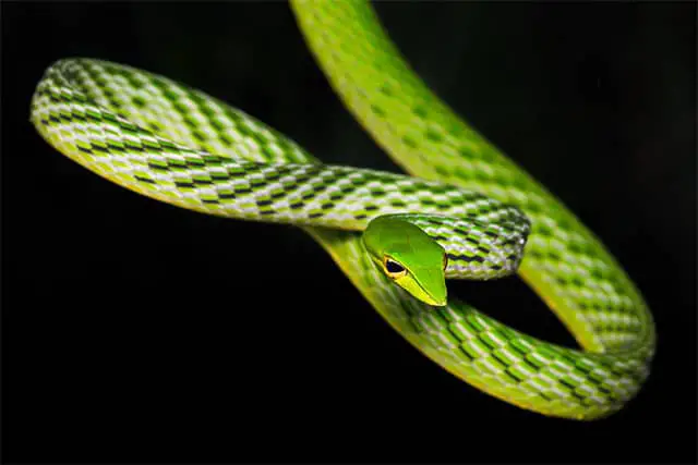 Serpiente verde de la vid