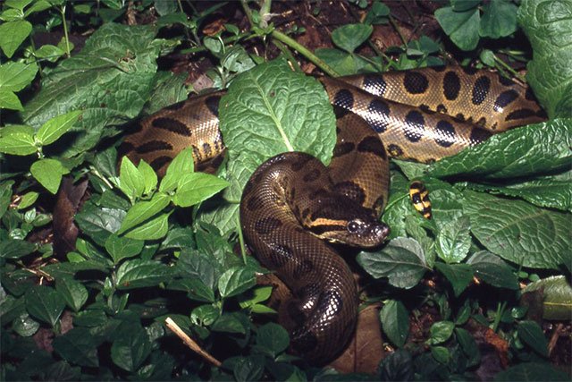 Anaconda verde