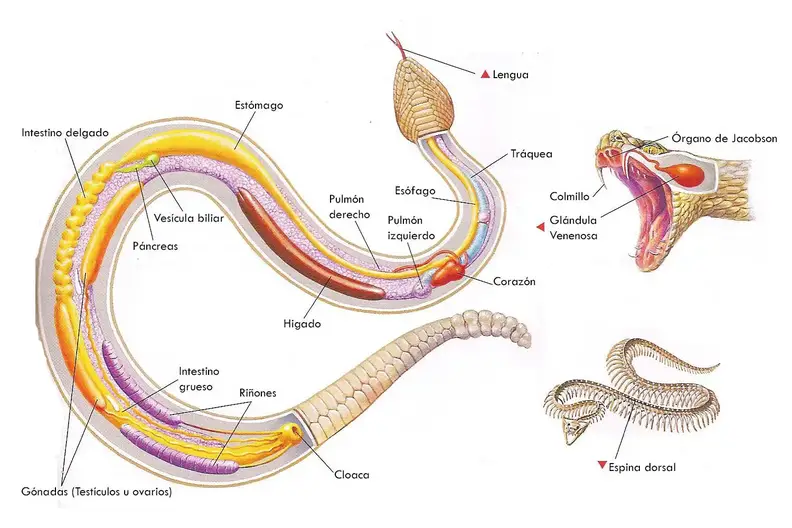 Anatomía de las serpientes