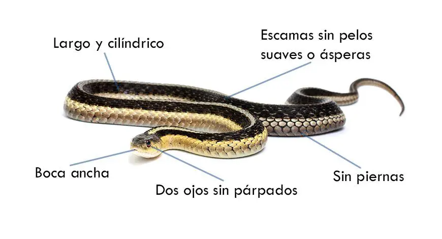 Anatomía de las serpientes