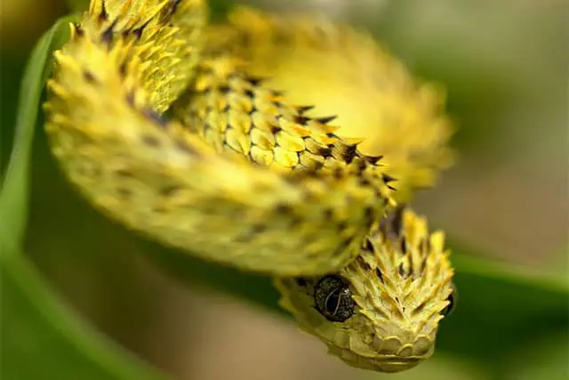 víbora de arbustos espinosa - Atheris hispidus