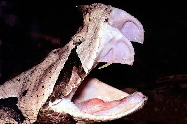 Víbora de Gabón (Bitis gabonica) 