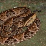 Serpiente Terciopelo - Bothrops Asper, Hábitat, Dieta Y Algo Más