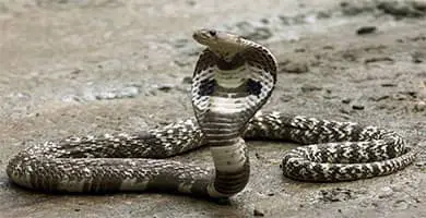 Serpientes cobras