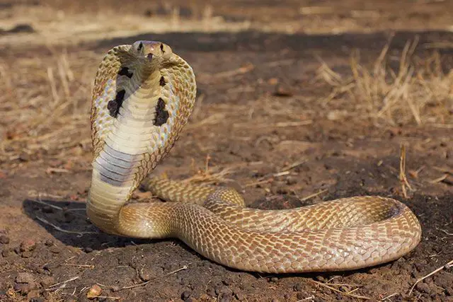 Serpiente Cobra Real