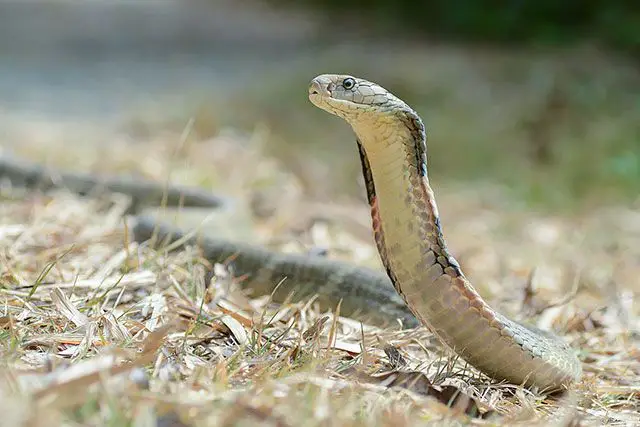 serpiente cobra