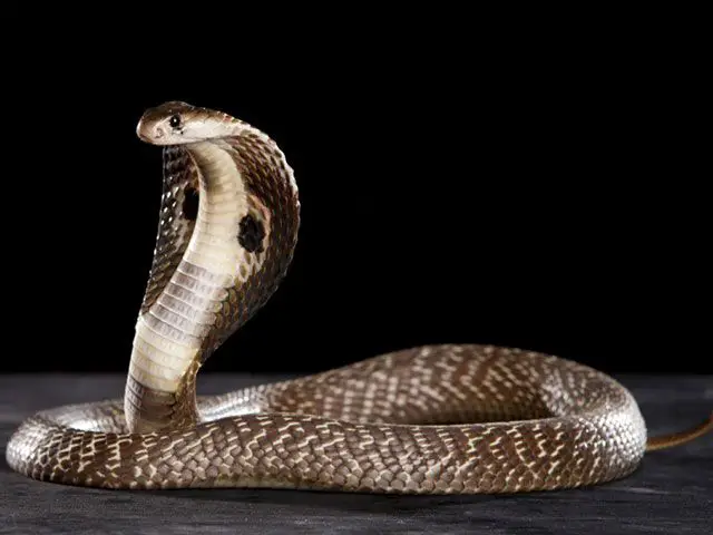 serpientes cobras