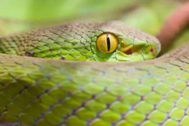 Cómo duerme la serpiente sin párpados