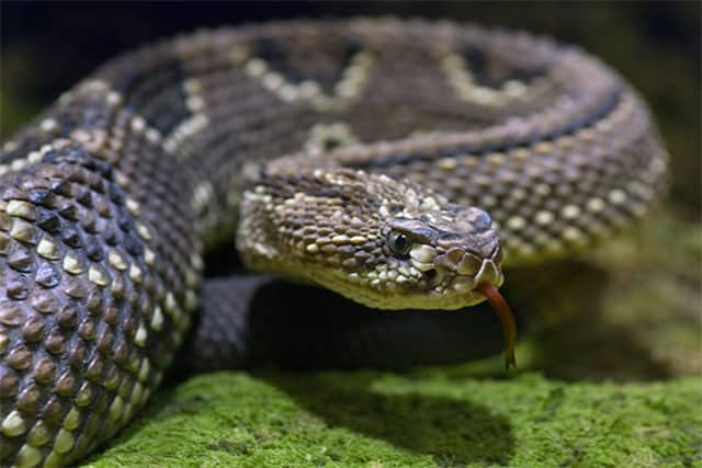  Serpiente de cascabel tropical/Crotalus durissus 