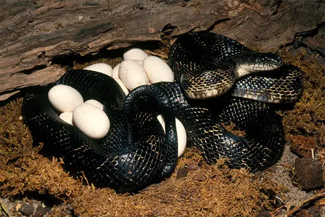 Como nacen las serpientes