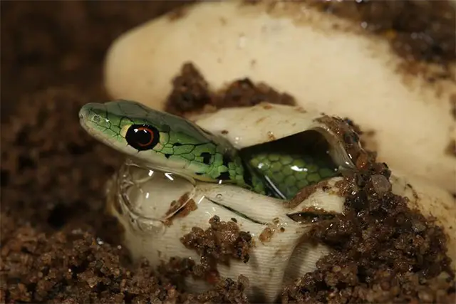 Nacimiento de una serpiente