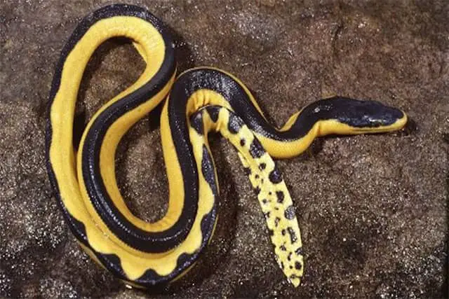 serpiente marina de vientre amarillo