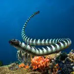 serpientes marinas