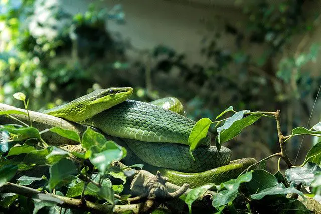 hábitat de serpiente