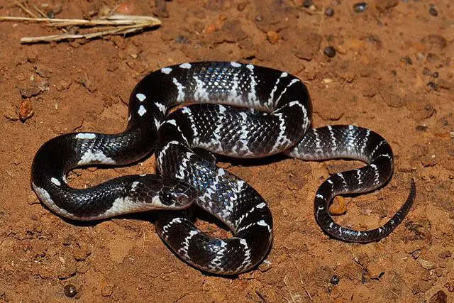 serpiente Krait – Bungarus 