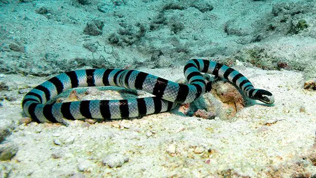 Serpientes marinas