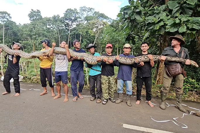 Una pitón reticulada la serpiente salvaje más larga registrada 