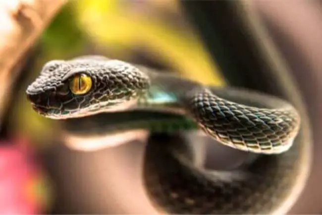 ¿Las Serpientes Tienen Párpados?. Las serpientes tienen párpados móviles
