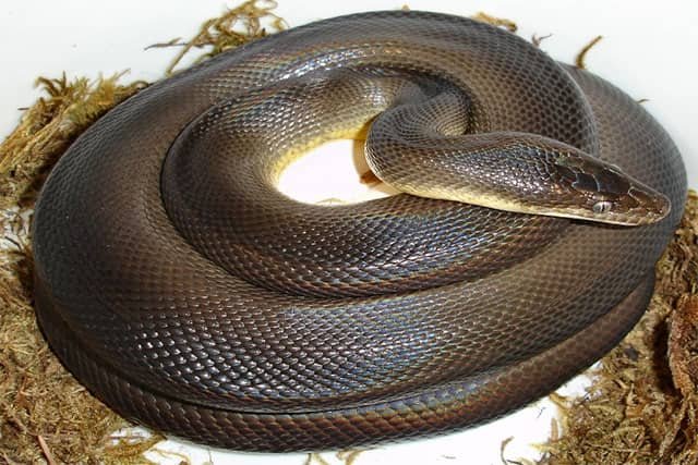 Liasis fuscus – Pitón de agua marrón - Deserpientes