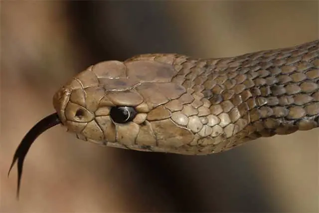 Serpiente Marrón común - Pseudonaja textilis