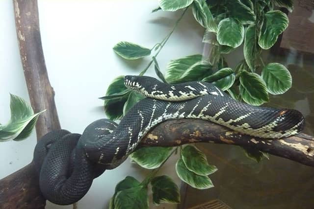 Morelia Boeleni - Pitón de Boelen - pitón negra
