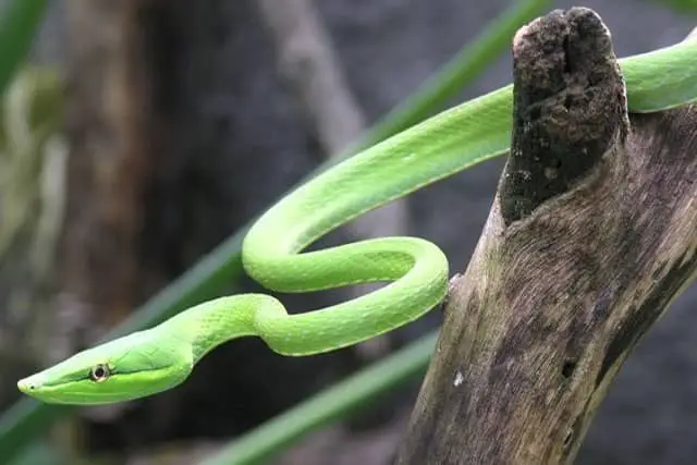 Oxybelis fulgidus / serpiente verde de la vid
