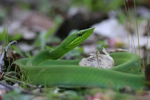 Oxybelis fulgidus / Serpiente verde de la vid