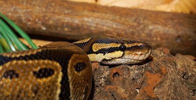 Pitón – Pythonidae - Deserpientes
