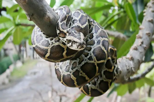 Pitones birmanas - serpiente domestica