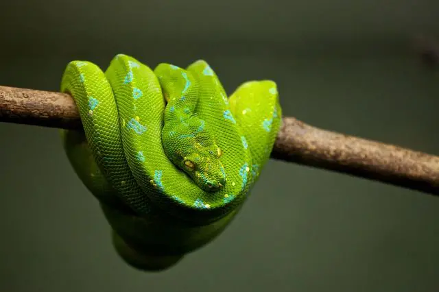 Pitón Verde de Árbol/Morelia Viridis
