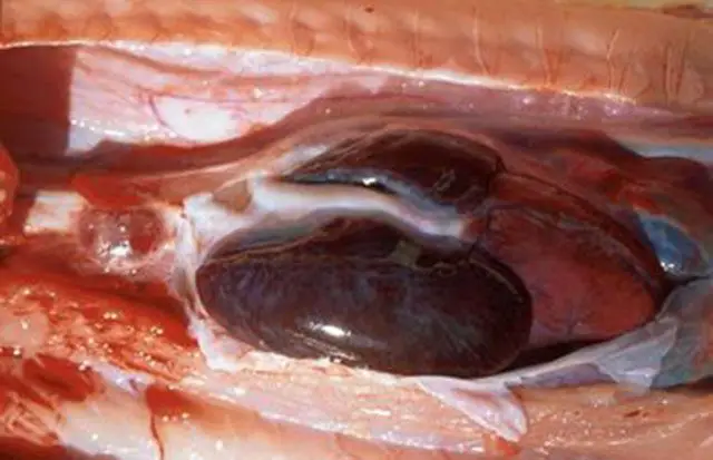 Sistema cardiovascular de la serpiente