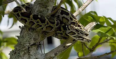 Pitón de Birmania - Python Bivittatus