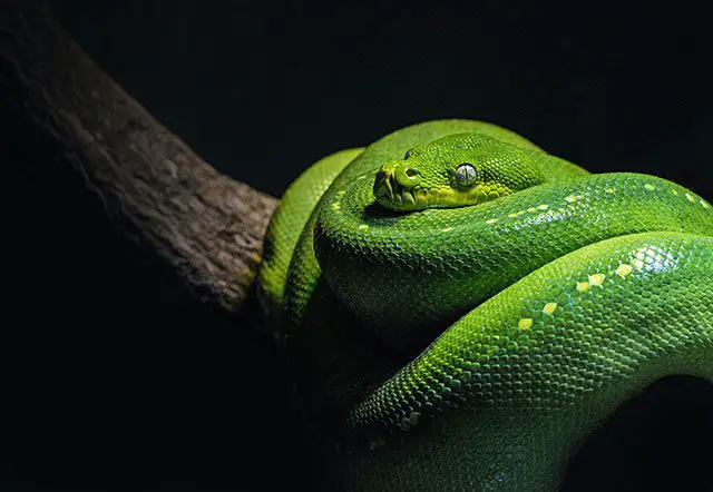 Pitón Verde de Árbol