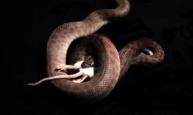qué comen las serpientes, alimentación de las serpientes