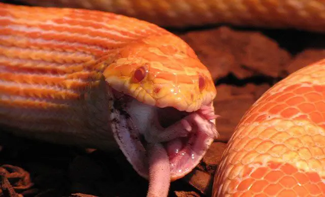 Qué comen las serpientes, alimentación de las serpientes
