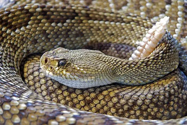 Serpiente cascabel - Crotalus