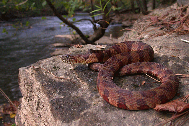 serpientes de agua - Nerodia-sipedon
