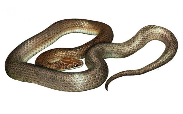 Serpiente Misteriosa de la Cena / Cenaspis aenigma