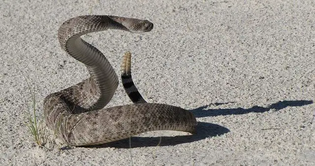 Serpiente cascabel - Crotalus
