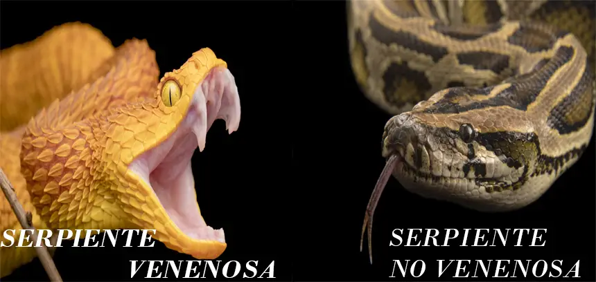 Serpientes venenosas vs no venenosas