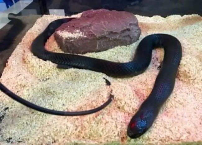 ¿Son las tocas de calor seguras para las serpientes
