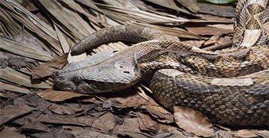 Viperidae
