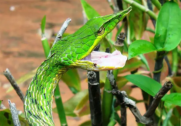 Ahaetulla nasuta- Serpiente verde de la vid común