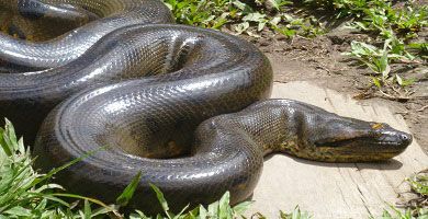 Anaconda/Eunectes