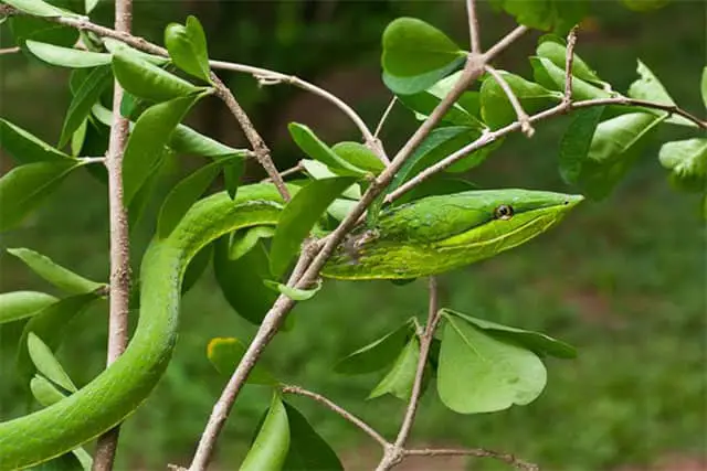Oxybelis fulgidus / Serpiente bejuquilla verde