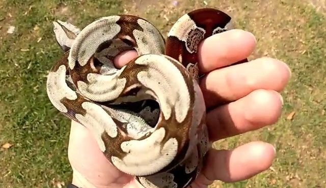 Boa constrictor constrictor - boa de cola roja
