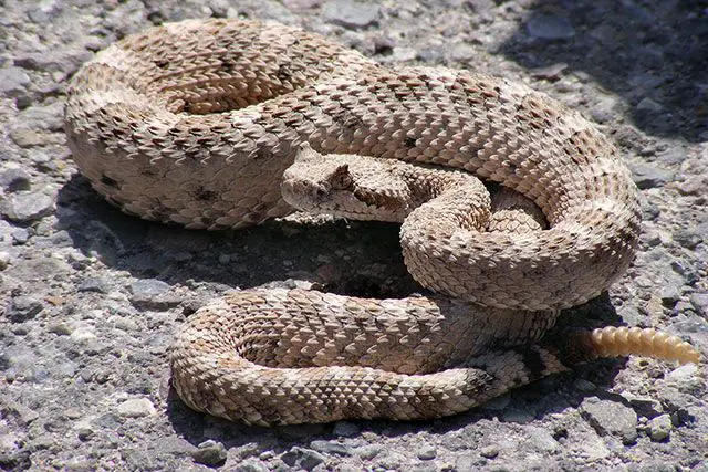 Serpiente cascabel/Crotalus